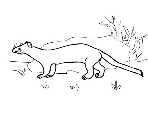 Stoat Ermine Coloring Page